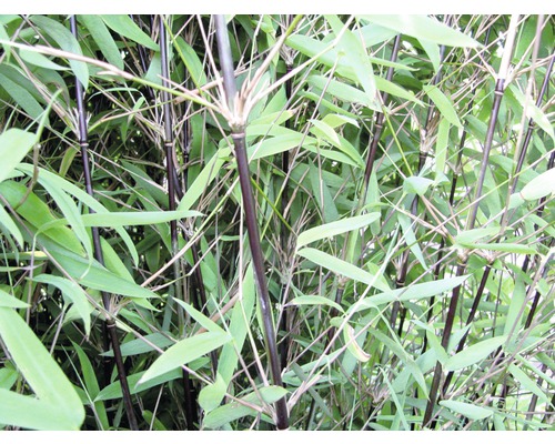 Bambus Fargesia nitida Black Pearl 40-50 cm kvetináč 3 l