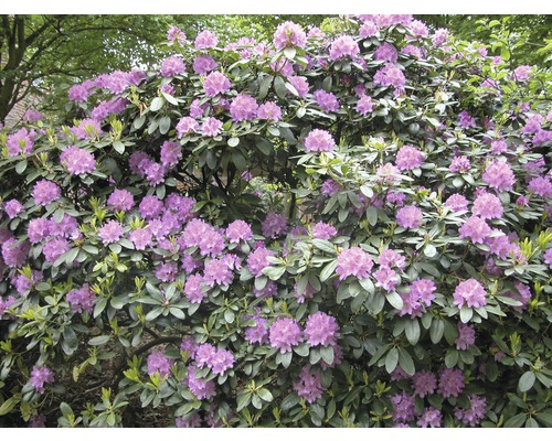 Rododendron FloraSelf Rhododendron 'Catawbiense Grandiflorum' výška 60-70 cm kvetináč 15 l