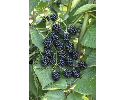 Černica BIO beztŕňová Hof:Obst Rubus fruticosus 'Navaho® Big Easy' 30-40 cm kvetináč 3,4 l veľmi aromatická