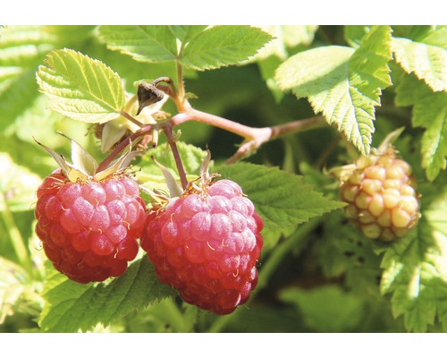 Malina BIO jesenná Hof:Obst Rubus idaeus 'Autumn Belle' ® výška 30-40 cm kvetináč 3,4 l