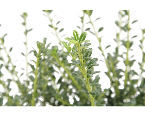 Detailný záber rastliny krušpánu