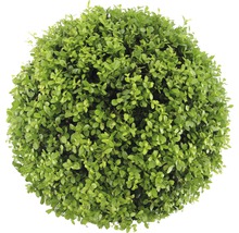 Stálezelený buxus v tvare gule