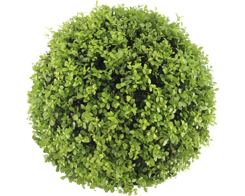 Stálezelený buxus v tvare gule
