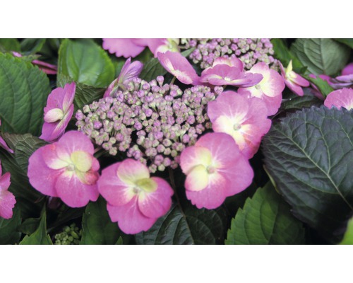 Detail ružovej hortenzie so zelenými listami