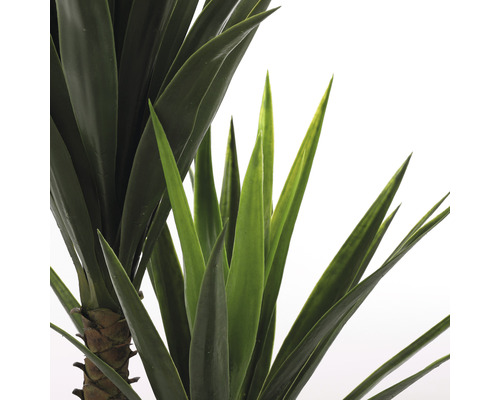 Detailný záber na juku so zelenými listami