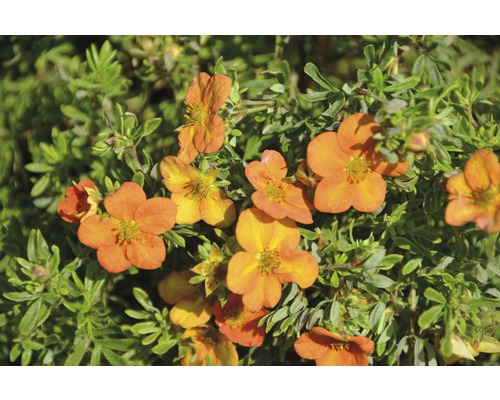 Nátržník krovitý Potentilla fruticosa "Bella Sol"® 30-40 cm kvetináč 4,5 l