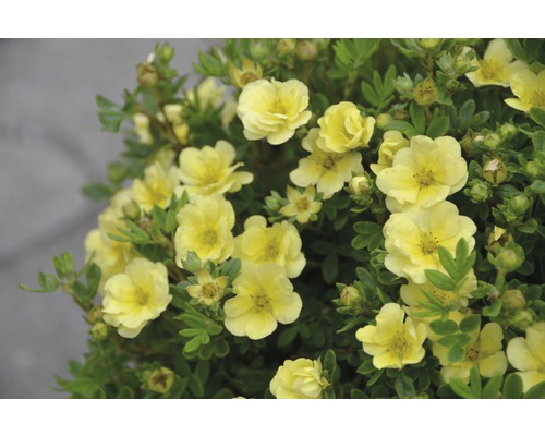 Nátržník krovitý Potentilla fruticosa "Lemon Meringue"® výška 30-40 cm kvetináč 4,5 l