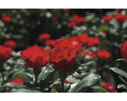 Detailný záber červených kvetov ruží v záhrade.