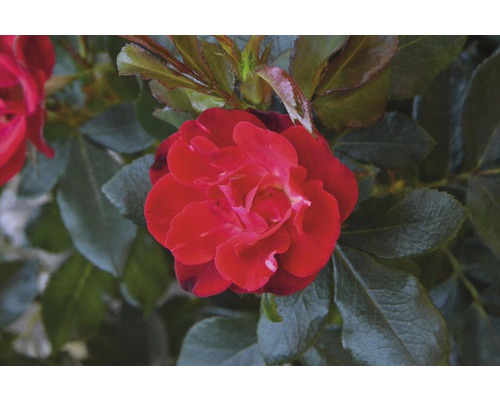 Detail červenej ruže so zelenými listami