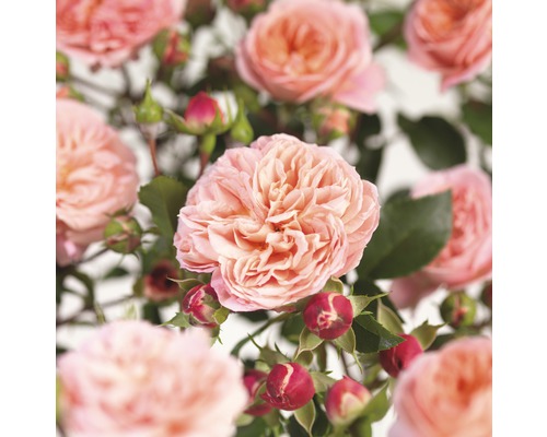 Ruža popínavá COURTYARD® FloraSelf Rosa Pirouette® výška 100-120 cm kvetináč 5 l Detailný pohľad na ružové kvety ruží a puky