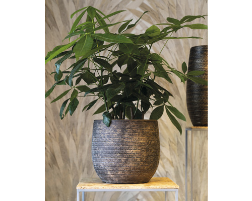 Pachira v textúrovanom kvetináči