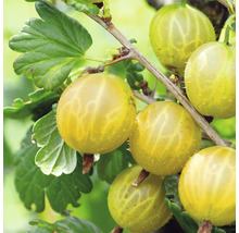 Egreš žltý beztŕňový Hof:Obst Ribes uva-crispa 'Solemio' výška 30-40 cm kvetináč 3,4 l