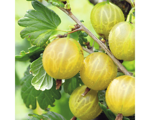 Egreš žltý beztŕňový Hof:Obst Ribes uva-crispa 'Solemio' výška 30-40 cm kvetináč 3,4 l