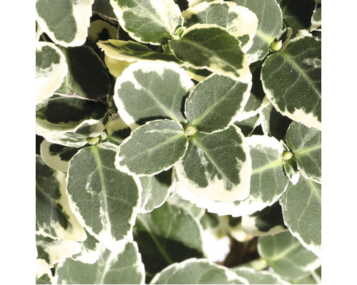 Bršlen Fortunov bielo panašovaný FloraSelf Euonymus fort. 'Emerald Gaiety' 15-20 cm kvetináč 2 l