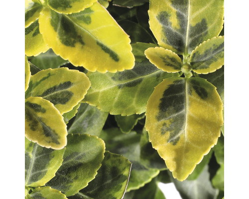 Bršlen Fortunov žltopanašovaný FloraSelf Euonymus fortunei 'Emerald 'n' Gold' 15-20 cm kvetináč 2 l