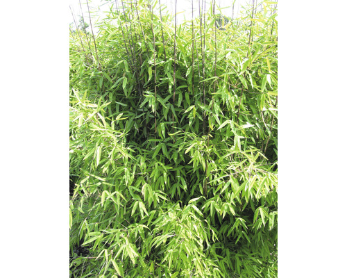 Bambus Fargesia hybrid 'Winter Joy' 40-50 cm kvetináč 3 l