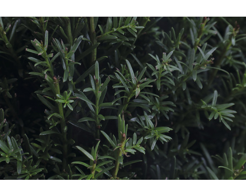 Detailný záber vetiev tisu