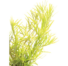 Vodná rastlina na dekoráciu akvárií