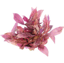 Umelá akváriová rastlina s listami