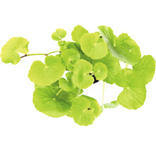 Pupočník ázijský v kvetináči