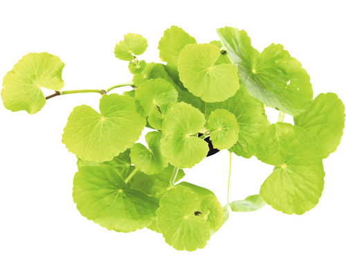 Pupočník ázijský v kvetináči