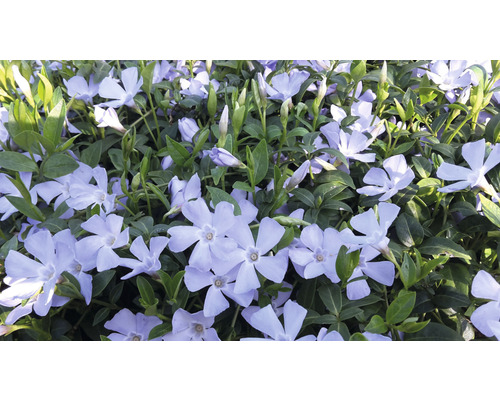 Zimozeleň menšia FloraSelf Vinca minor 'Valentin' 5/7 výhonkov kvetináč Ø 9 cm