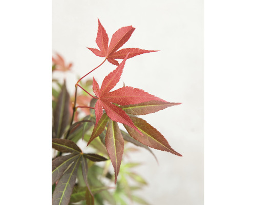 Javor dlanitolistý červený Acer palmatum 'Atropurpureum' výška 40-50 kvetináč 3 l Detail javorových listov