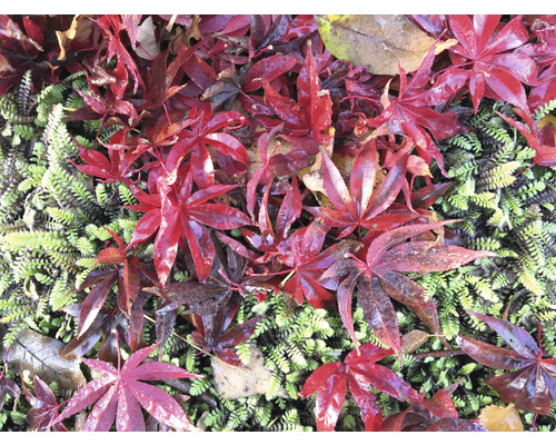 Červené javorové listy na zelenej vegetácii