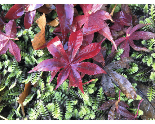 Červené javorové listy ležia na zelenom machovom povrchu