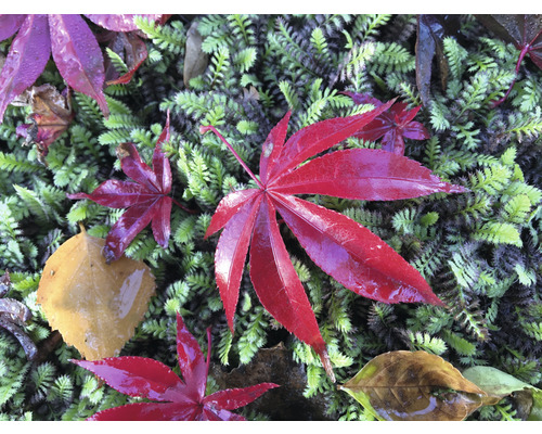 Červené javorové listy na machu