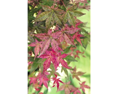 Javor dlanitolistý japonský Acer palmatum 'Beni Maiko' výška 30-40 cm kvetináč 3 l Detail javorových listov