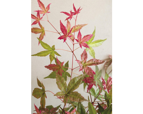 Javor japonský s viacfarebnými listami
