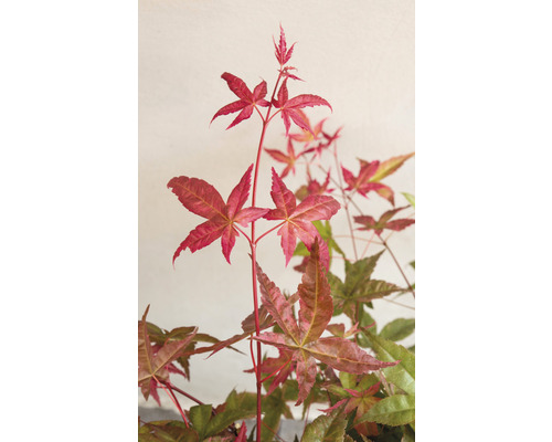 Detailný záber javora s červenými listami