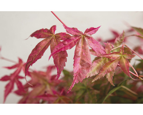 Detail javorových listov