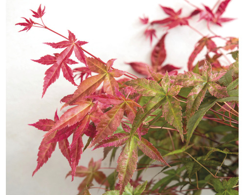 Detailný záber japonského javora s červenými a zelenými listami.