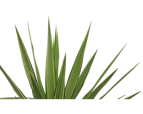 Novozélandská tráva s dlhými, úzkymi listami