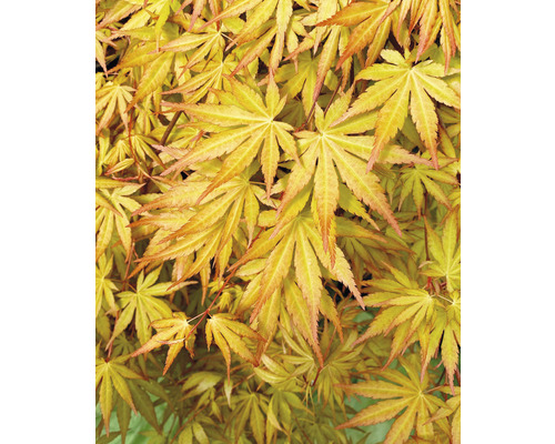 Javor dlanitolistý previsnutý Acer palmatum 'Cascade Gold' polokmeň 40 cm kvetináč 3 l