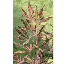 Javor dlanitolistý Acer palmatum 'Extravaganza' 40-50 kvetináč 3 l