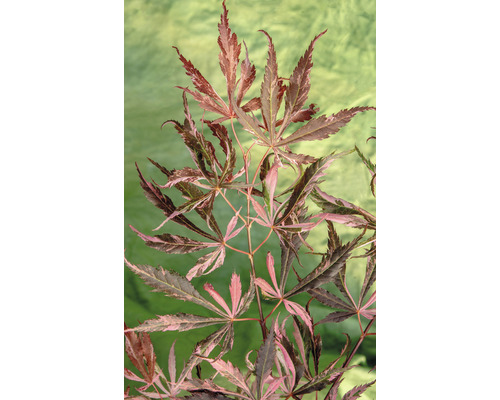 Javor dlanitolistý Acer palmatum 'Extravaganza' 40-50 kvetináč 3 l
