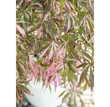 Javor dlanitolistý Acer palmatum 'Extravaganza' 40-50 kvetináč 3 l