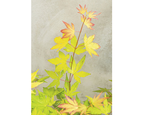 Javor japonský so žltými a červenými listami