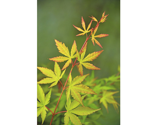 Javor dlanitolistý Acer palmatum 'Sangokaku Winter Jewel' výška 50-60 cm kvetináč 3 l