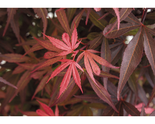 Detail javorových listov