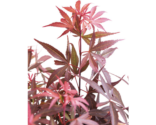 Japonský javor s hlboko vykrajovanými listami