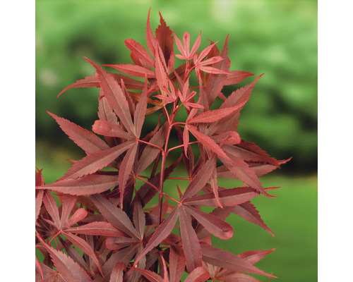 Japonský javor s červenými listami.