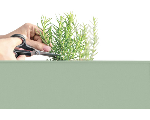 Osoba strihá rozmarín záhradnými nožnicami.