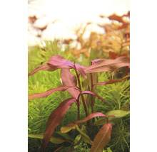 Akvarijná rastlina s červenými listami