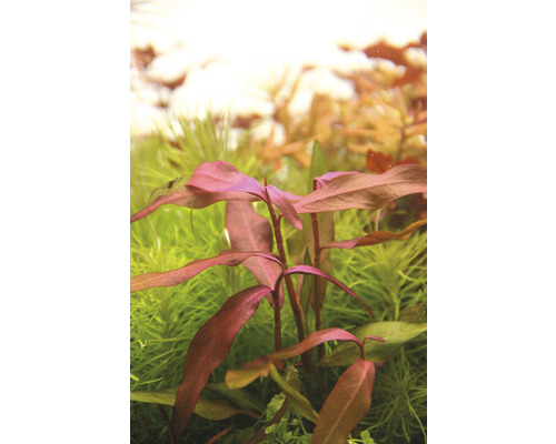 Akvarijná rastlina s červenými listami