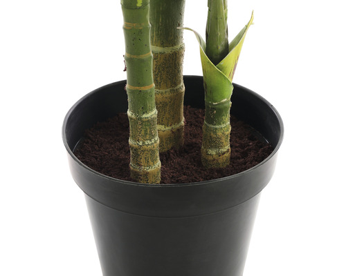 Bambus v čiernom kvetináči