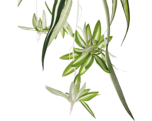 Zelenec s bielo-zelenými listami